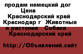 продам немецкий дог › Цена ­ 15 000 - Краснодарский край, Краснодар г. Животные и растения » Собаки   . Краснодарский край